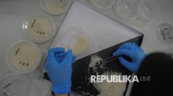 Cara Cepat Membedakan Beras Oplosan dan Beras Berkualitas