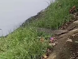 Buaya Muncul di Kali Daan Mogot, Warga Panik dan Ikan Turun