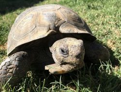 7 Hewan Pemakan Kaktus, Mengapa Mereka Suka?