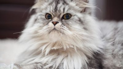 7 Perbedaan Kucing Anggora dan Persia yang Harus Diketahui Pecinta Kucing, Mana Favoritmu?