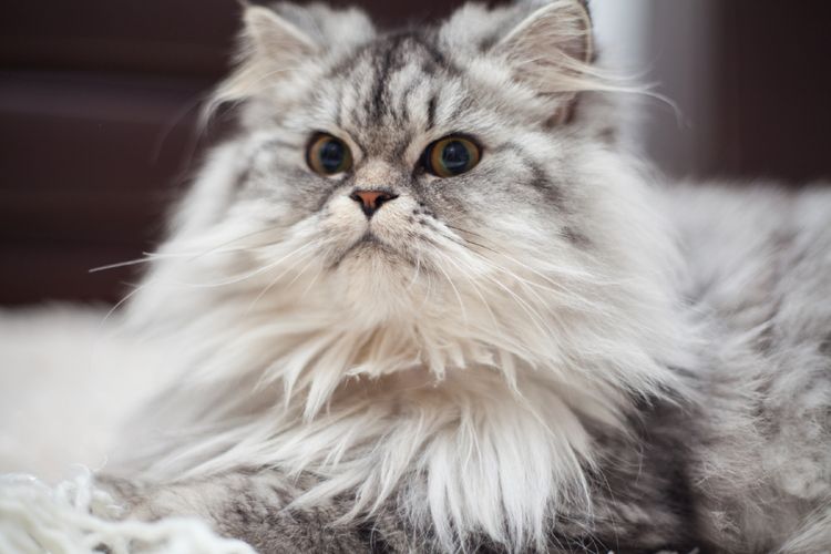 7 Perbedaan Kucing Anggora dan Persia yang Harus Diketahui Pecinta Kucing, Mana Favoritmu?