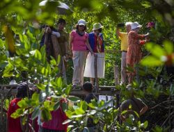 Riau Reklamasi 4.200 Hektare Mangrove Tahun Ini