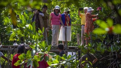 Riau Reklamasi 4.200 Hektare Mangrove Tahun Ini