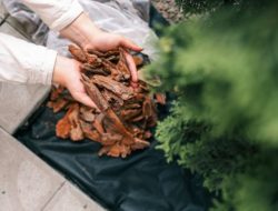 Homeowner Warned About Major Landscaping Mistake: ‘They Don’t Mix’ Homeowner Warned About Major Landscaping Mistake: ‘They Don’t Mix’