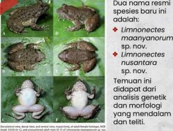 BRIN Temukan Katak Bertaring Baru di Kalselteng BRIN Temukan Katak Bertaring Baru di Kalselteng