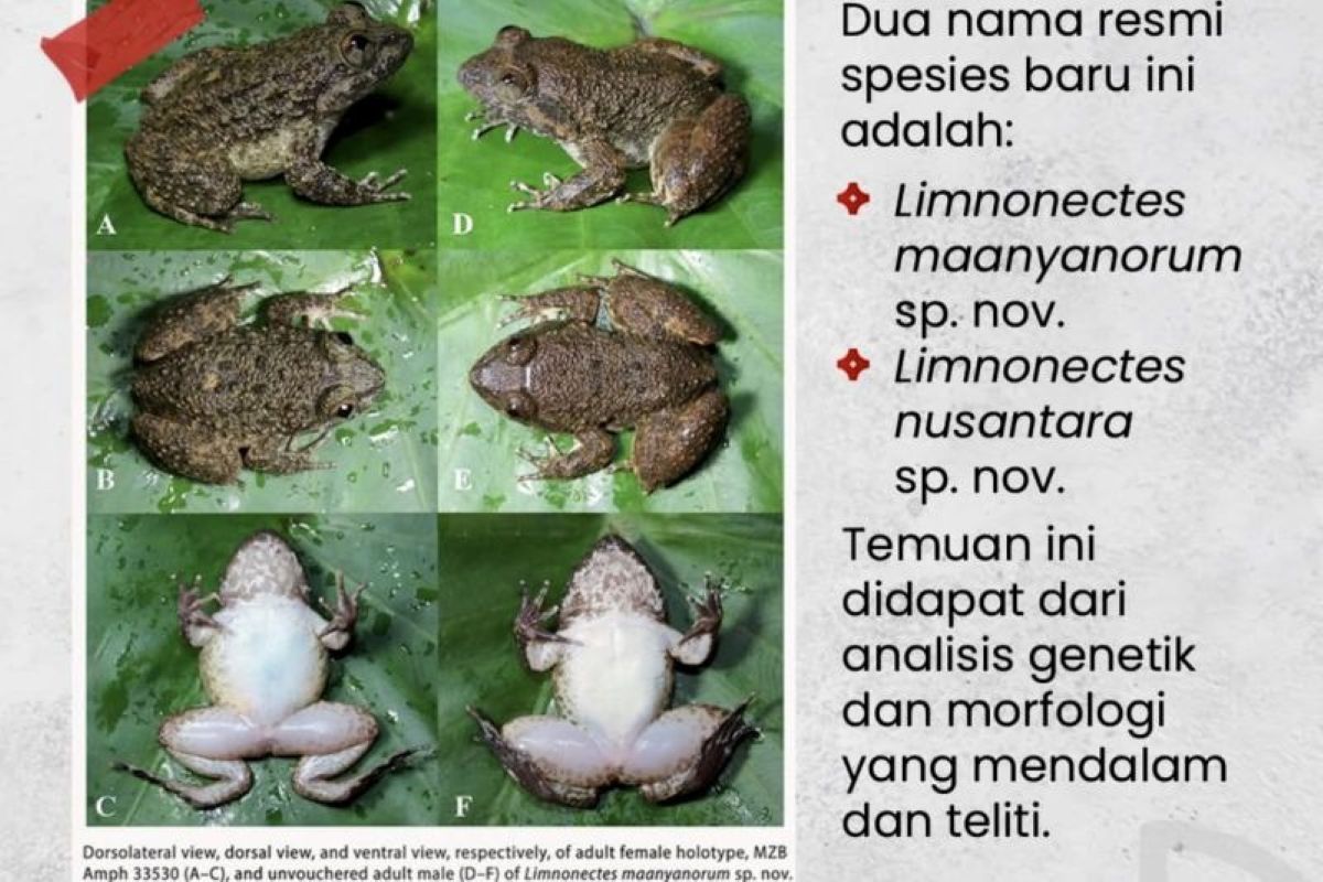 BRIN Temukan Katak Bertaring Baru di Kalselteng