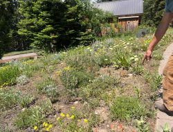 Need garden ideas? Explore Oregon’s native plant meadow Need garden ideas? Explore Oregon’s native plant meadow