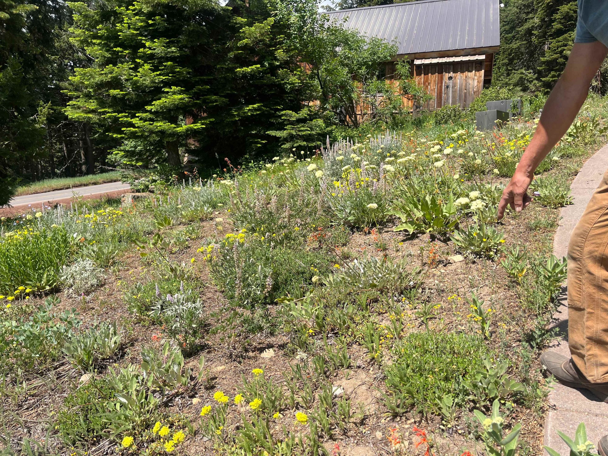 Need garden ideas? Explore Oregon’s native plant meadow