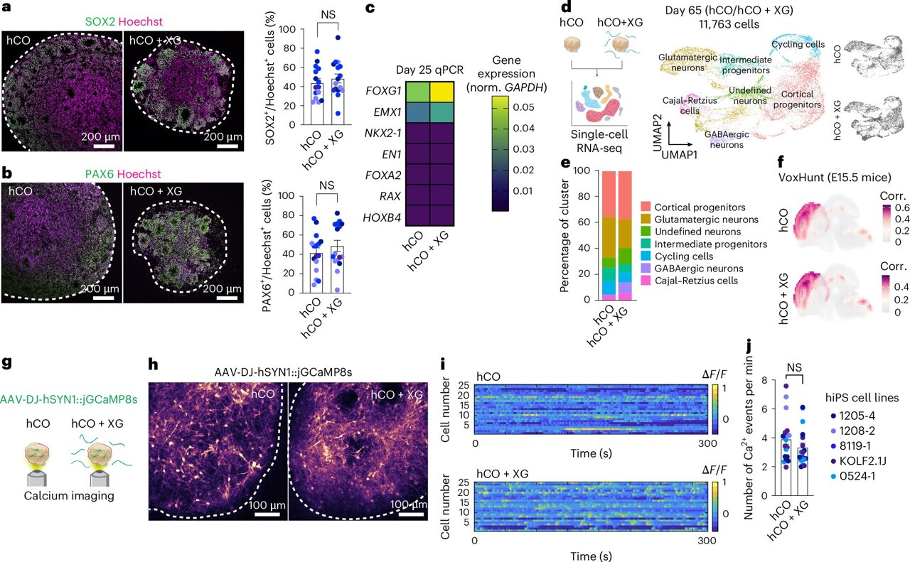 A sticky neuroscience problem finds a common food fix