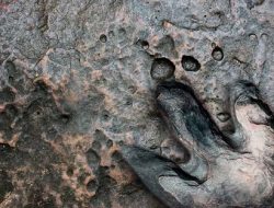 Science Teacher Discovers Prehistoric Fossils in Alabama Coal Mine Science Teacher Discovers Prehistoric Fossils in Alabama Coal Mine