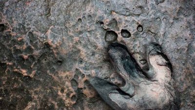 Science Teacher Discovers Prehistoric Fossils in Alabama Coal Mine