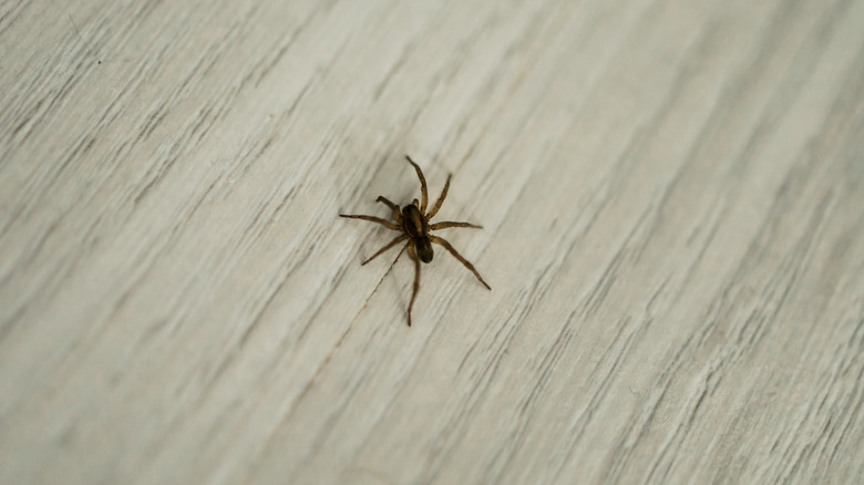 Does This Pretty Indoor Flower Actually Repel Spiders? Science Reveals All