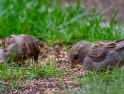 How to Keep Birds From Eating Grass Seed