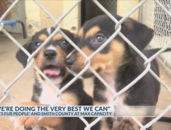 Deaf Puppies Bring Love to Hearing-Impaired Family in Texas Deaf Puppies Bring Love to Hearing-Impaired Family in Texas