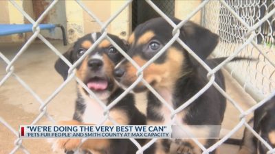 Deaf Puppies Bring Love to Hearing-Impaired Family in Texas