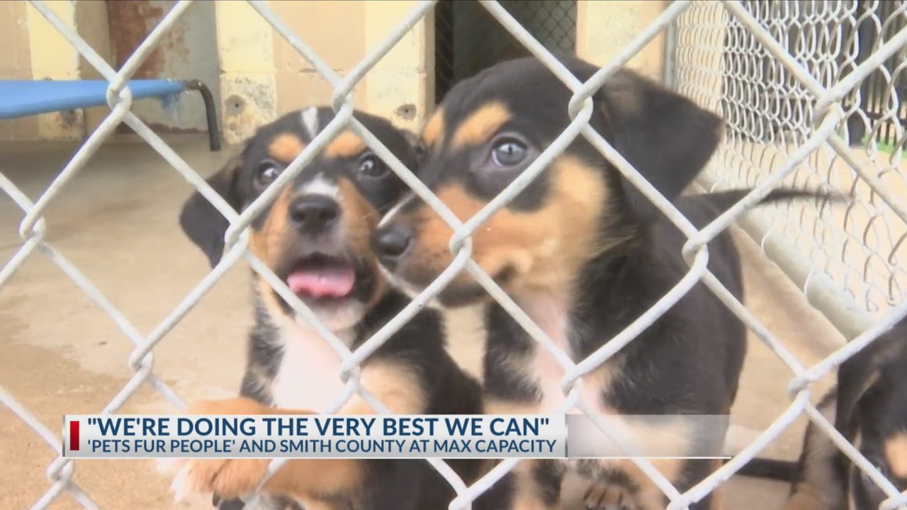 Deaf Puppies Bring Love to Hearing-Impaired Family in Texas
