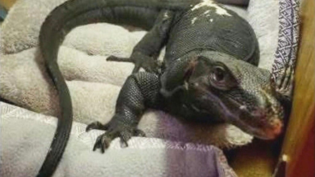 Lizard Escape Sparks Neighbor Alert in Massachusetts