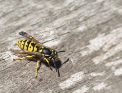 The Essential Oil Blend to Deter Yellow Jackets