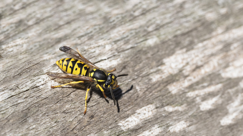 The Essential Oil Blend to Deter Yellow Jackets