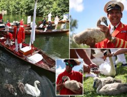 Swans Return to the Thames! Royal Birds Make a Stunning Comeback