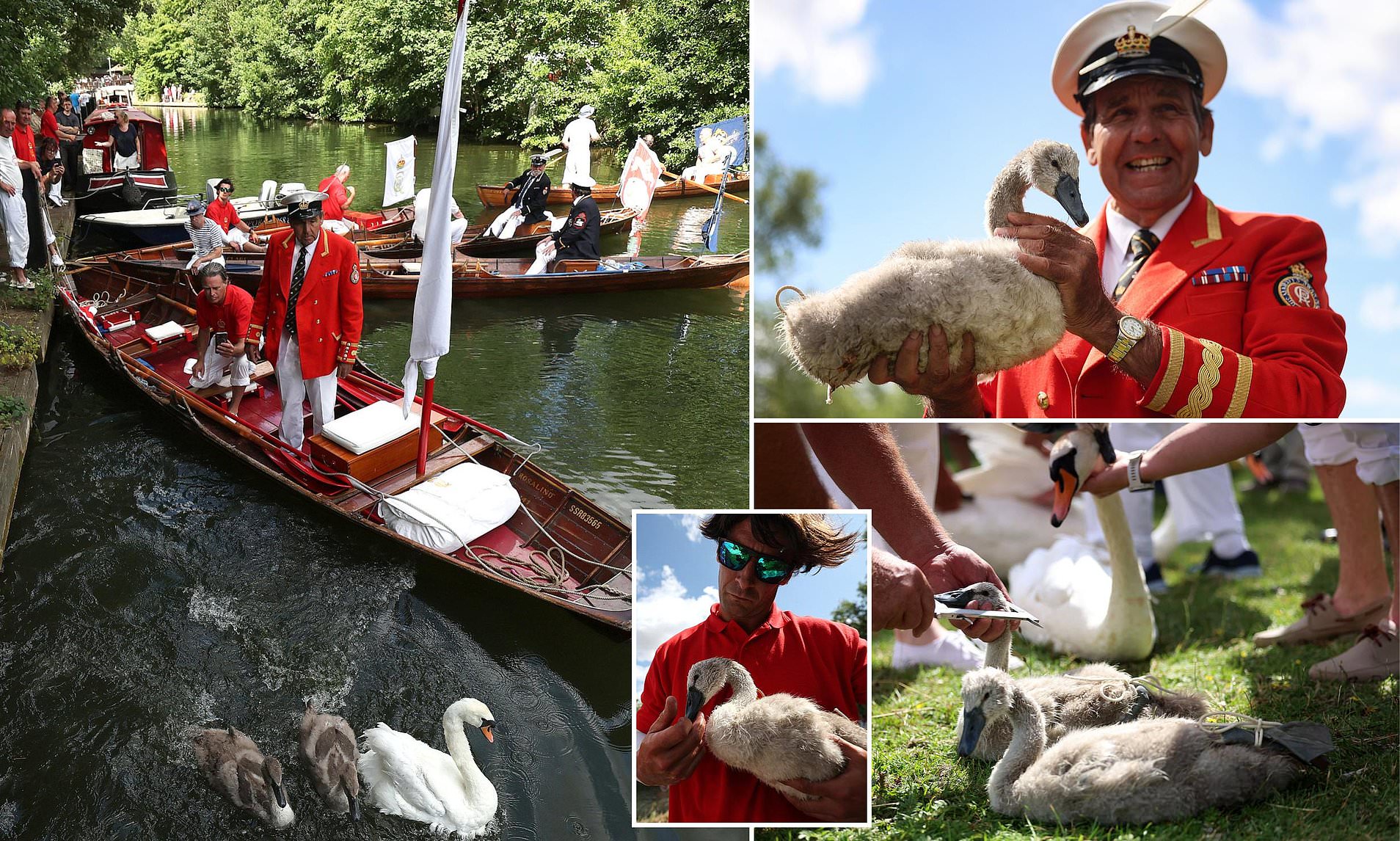 Swans Return to the Thames! Royal Birds Make a Stunning Comeback