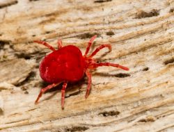 Keep Chigger Bugs Away from Your Bird Feeder Keep Chigger Bugs Away from Your Bird Feeder