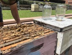 How South Carolina Beekeepers Are Saving the Bees How South Carolina Beekeepers Are Saving the Bees