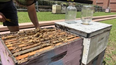 How South Carolina Beekeepers Are Saving the Bees