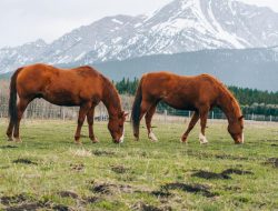 Explore Off-Grid Adventures Near Calgary, Alberta at ‘Back to the Frontier’ Sites Explore Off-Grid Adventures Near Calgary, Alberta at ‘Back to the Frontier’ Sites