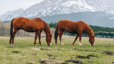 Explore Off-Grid Adventures Near Calgary, Alberta at ‘Back to the Frontier’ Sites