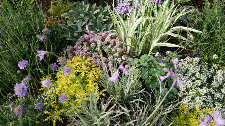 Mulch to Avoid in Warm Climates