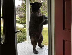 Homeowner Stunned by Unexpected Wild Guest at Her Door