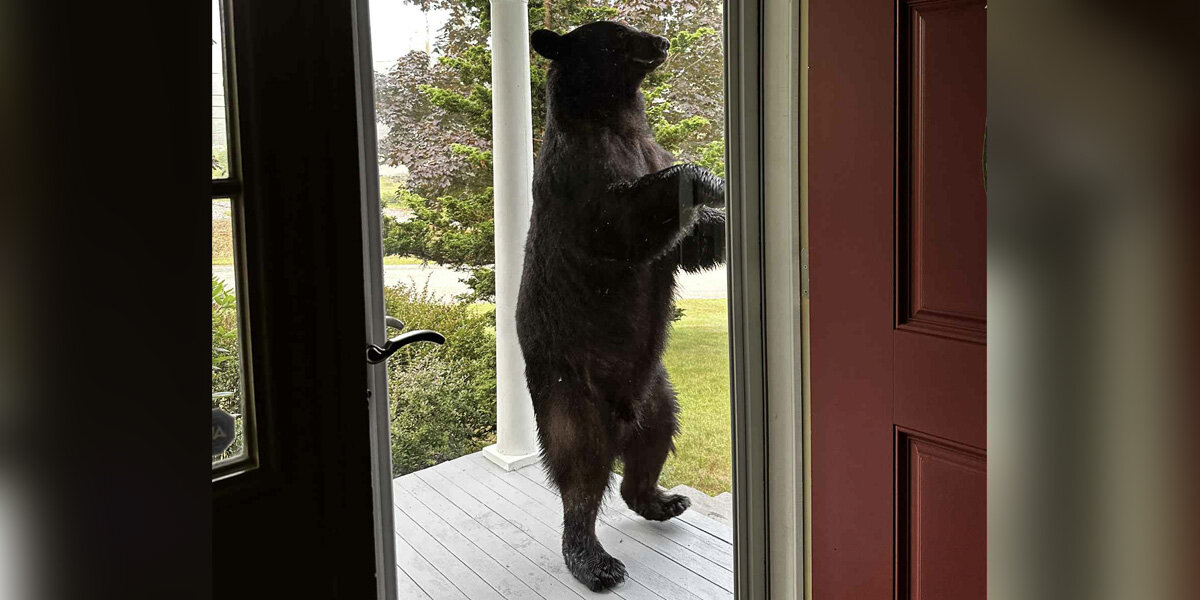 Homeowner Stunned by Unexpected Wild Guest at Her Door