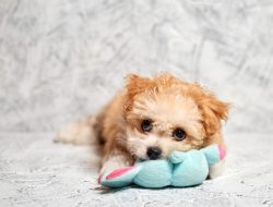 This Adorable Stitch Toy Will Win Your Heart