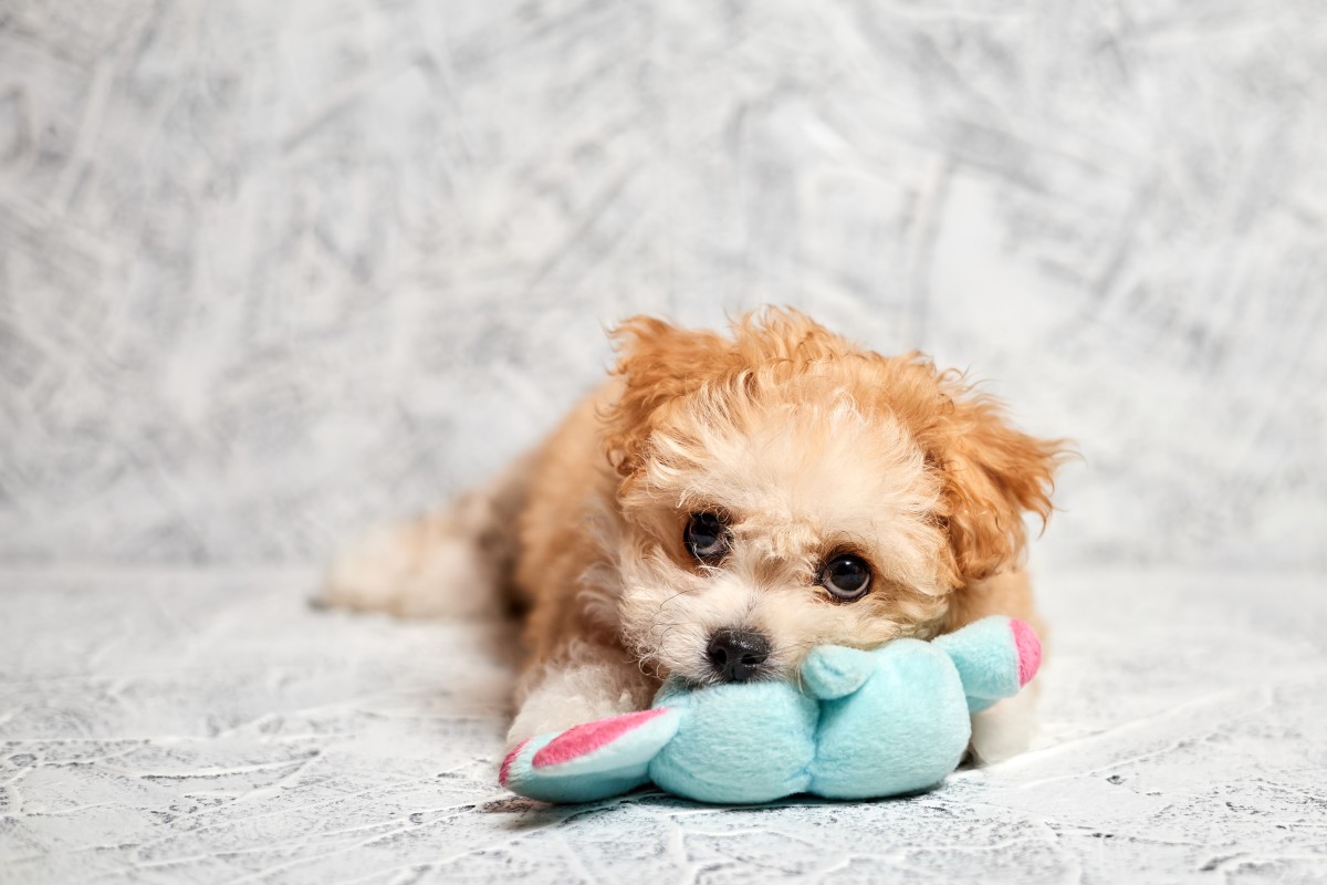 This Adorable Stitch Toy Will Win Your Heart