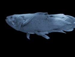 Living Fossils: Coelacanth Stays the Same for 400 Million Years