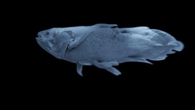 Living Fossils: Coelacanth Stays the Same for 400 Million Years