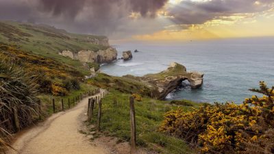 New Zealand’s Scenic Heritage Trail: Discover a Petrified Forest and Rare Wildlife