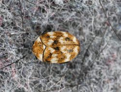 Eliminate Carpet Beetles for Good Eliminate Carpet Beetles for Good