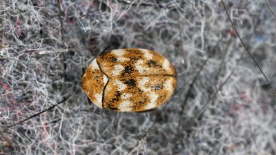 Eliminate Carpet Beetles for Good