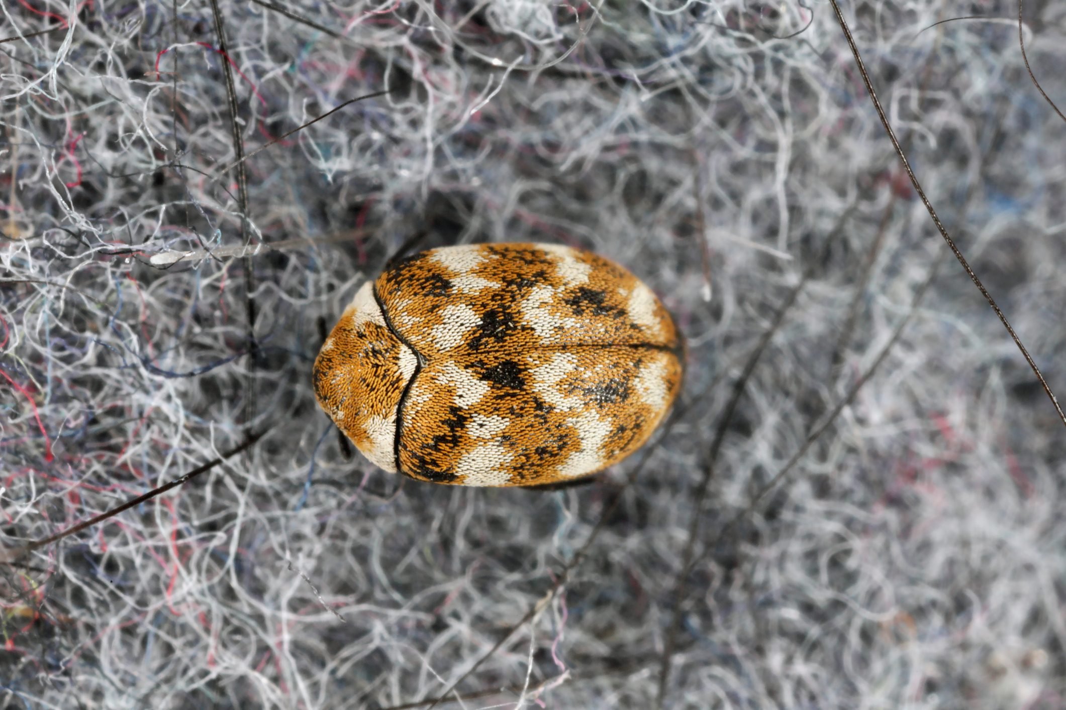 Eliminate Carpet Beetles for Good