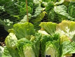 Growing Asian vegetables in your garden, from pak choi to Chinese cabbage Growing Asian vegetables in your garden, from pak choi to Chinese cabbage