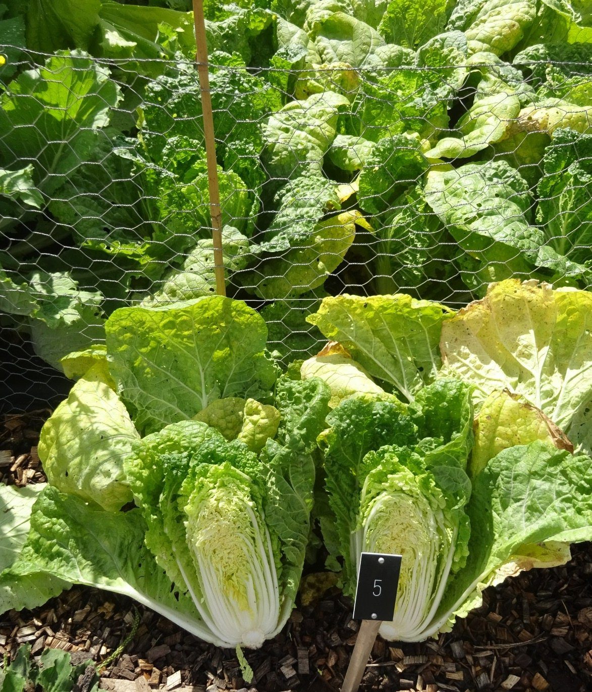 Growing Asian vegetables in your garden, from pak choi to Chinese cabbage