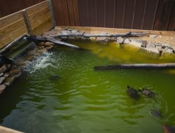 A Alabama Man’s Sanctuary for Dozens of Turtles and Tortoises
