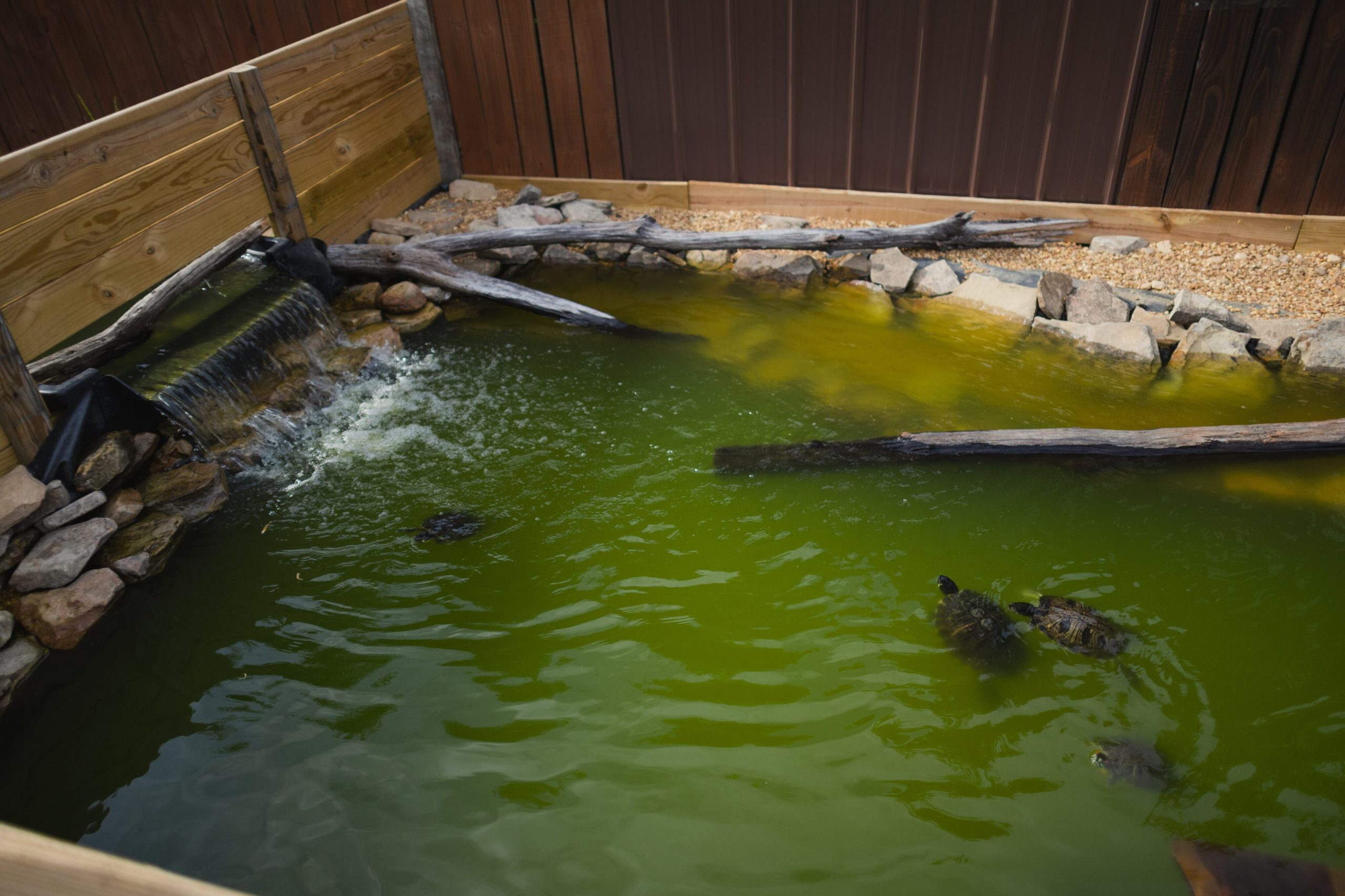 A Alabama Man’s Sanctuary for Dozens of Turtles and Tortoises