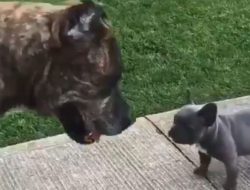 Tiny French Bulldog Fights Giant Cane Corso in Bold Video Tiny French Bulldog Fights Giant Cane Corso in Bold Video
