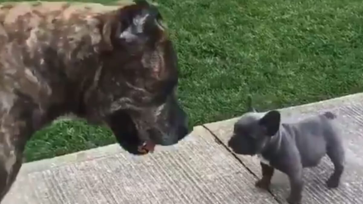 Tiny French Bulldog Fights Giant Cane Corso in Bold Video