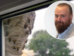Wasps ruining our days: How to get the neighbor to remove the nest? Wasps ruining our days: How to get the neighbor to remove the nest?