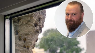 Wasps ruining our days: How to get the neighbor to remove the nest?