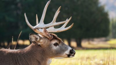 Airborne Conservation Efforts